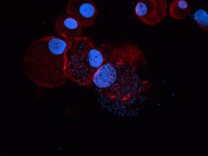 4flourescence-image-4-40x