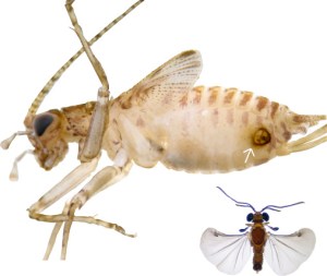 cfenyesi